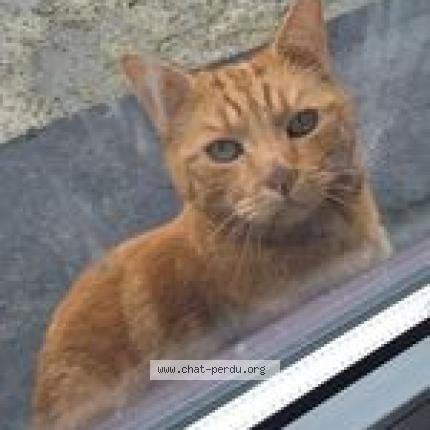 Foto 1/1 nougat Chat perdido en Aye marche en famenne