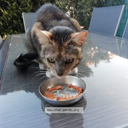 Foto 1/1 Filou Chat perdido en Saint martin d heres