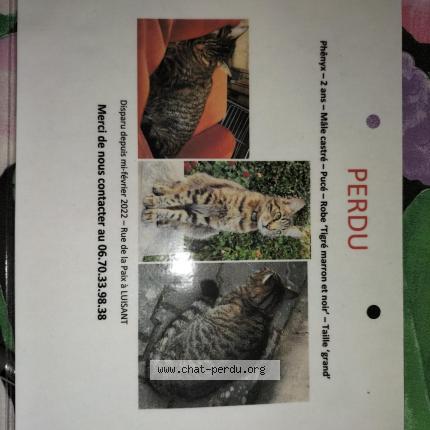 Foto 1/1 Phenyx Chat perdido en Luisant