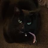 Foto del gato perdido en Earl Shilton