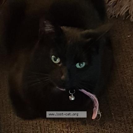 Foto 1/1 Sarah Hicks Chat perdido en Earl shilton