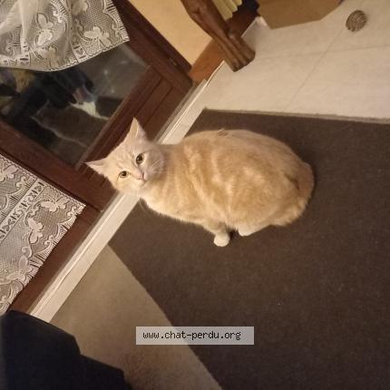 Foto 1/1 Croissant Chat perdido en Issoire