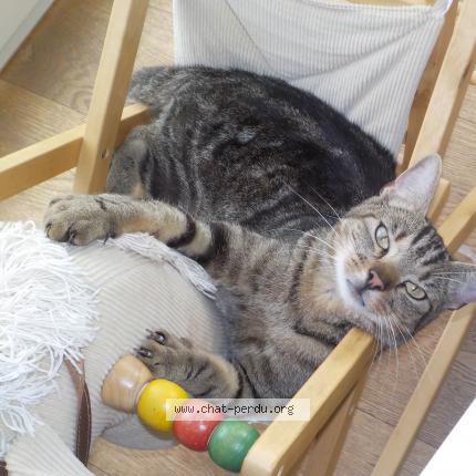 Foto 1/1 Gribouille Chat perdido en Beloeil