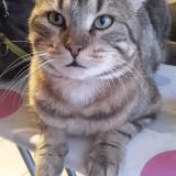 Foto del gato perdido en Genas