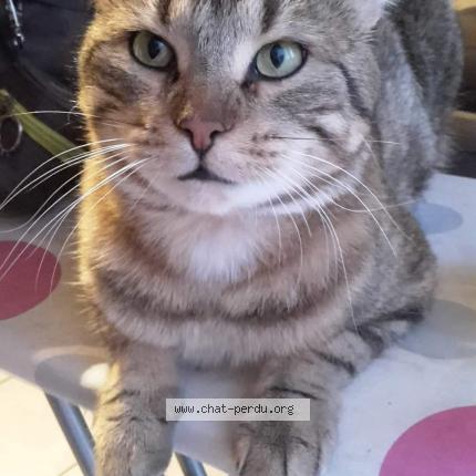 Foto 1/1 Gato encontrado Perdido en Genas