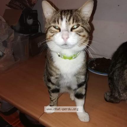 Foto 1/1 Goku Chat perdido en Genas