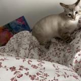 Foto del gato perdido en Creteil