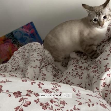 Foto 1/1 Apollo Chat perdido en Creteil