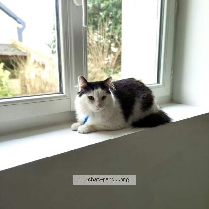 Foto 1/1 Loulou Chat perdido en Nantes
