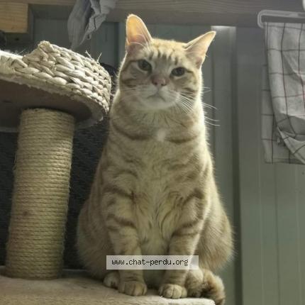 Foto 1/1 Loki Chat perdido en Bulat pestivien