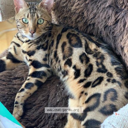 Foto 1/1 Pasha Chat perdido en Verrieres le buisson