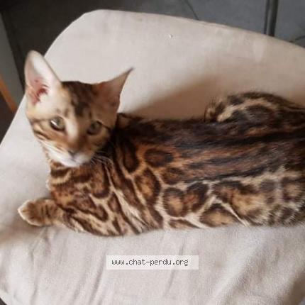 Foto 1/1 Stela Chat perdido en Le mesnil esnard