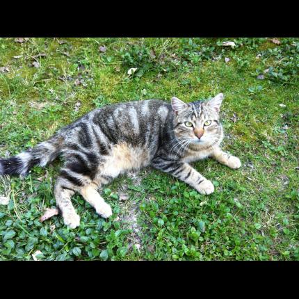 Foto 1/1 TIGROU Chat perdido en Gamarde les bains