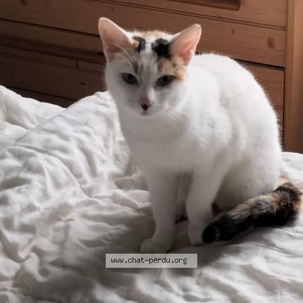 Foto 1/1 Mimine Chat perdido en Caussens