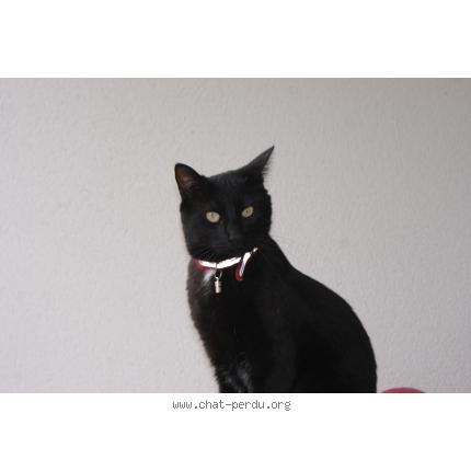 Foto 1/1 Sneaky Chat perdido en Gamarde les bains