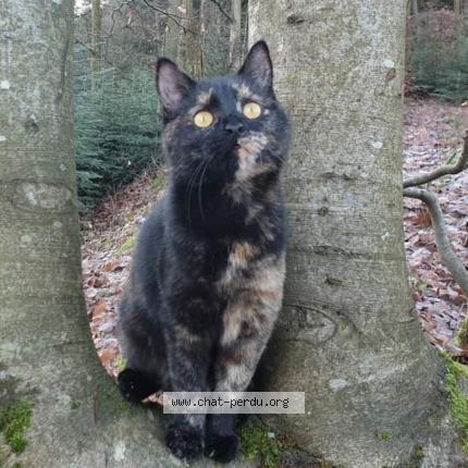 Foto 1/1 Pixie Chat perdido en Moyenmoutier