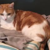 Foto del gato perdido en Marmande