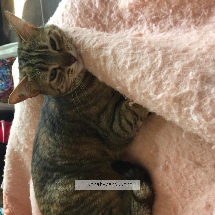 Foto 1/1 Nala Chat perdido en Chavanoz