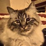 Foto del gato perdido en Mantes La Jolie