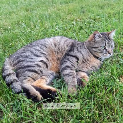 Foto 1/1 Yipkat Chat perdido en Poitiers