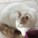 Foto del gato perdido en Le Muy