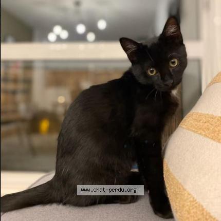 Foto 1/1 Réglisse Chat perdido en St orens de gameville