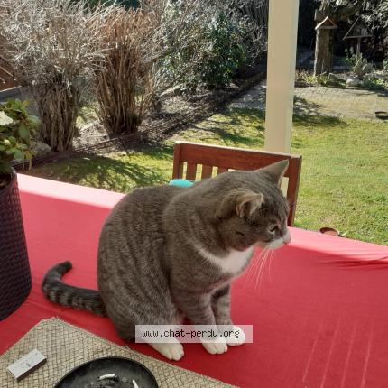 Foto 1/1 Monsieur GG Chat perdido en Habsheim