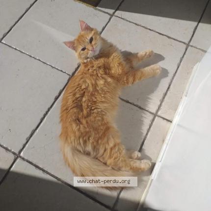 Foto 1/1 Mimine Chat perdido en Saint eteinne