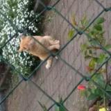 Foto de gato encontrado en Golbey