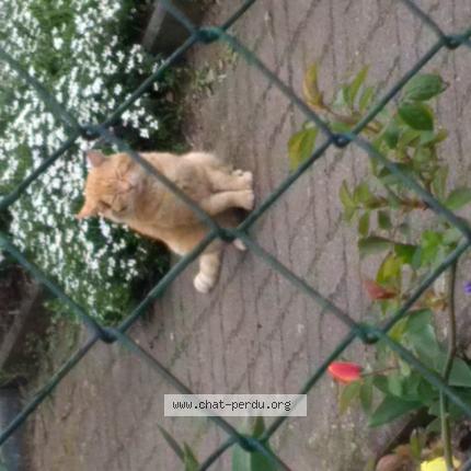 Foto 1/1 Gato encontrado Encontrado en Golbey