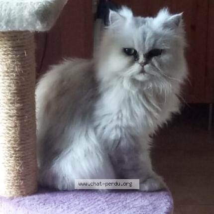 Foto 1/4 Mélia Chat perdido en Cornillon confoux