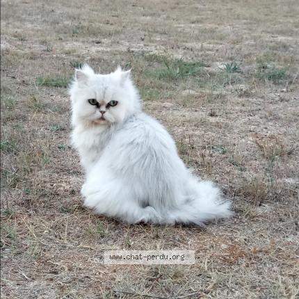 Foto 2/4 Mélia Chat perdido en Cornillon confoux