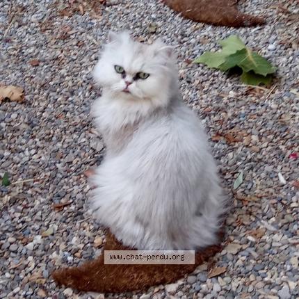 Foto 3/4 Mélia Chat perdido en Cornillon confoux