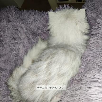 Foto 4/4 Mélia Chat perdido en Cornillon confoux