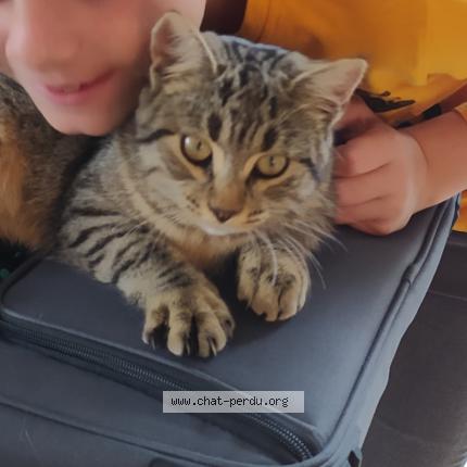 Foto 1/1 BONNIE Chat perdido en Parentis en born