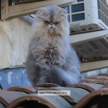 Foto 1/1 Kiero Chat perdido en Raphele les arles