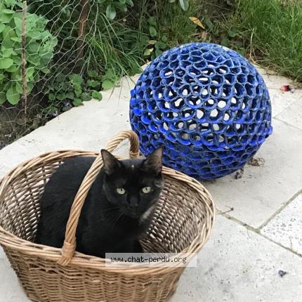 Foto 1/1 Frida Chat perdido en Orleans