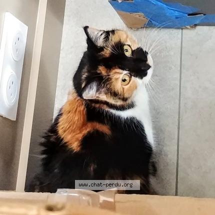 Foto 1/1 Mercury Chat perdido en Talmont saint hilaire