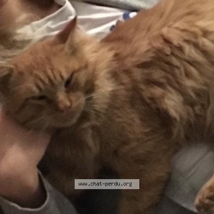 Foto 1/1 Lulu Chat perdido en Alairac