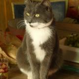 Foto del gato perdido en Magnat L Etrange