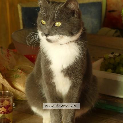 Foto 1/1 Grisha Chat perdido en Magnat l etrange