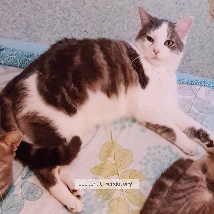 Foto 1/1 Mario Chat perdido en Bethune