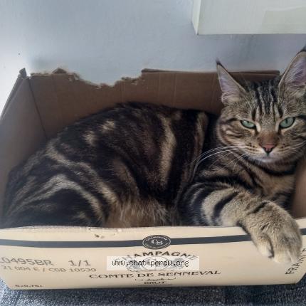 Foto 1/1 Benji Chat perdido en Forcalqueiret