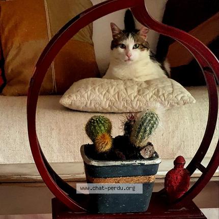 Foto 1/1 Jha Chat perdido en Montelimar