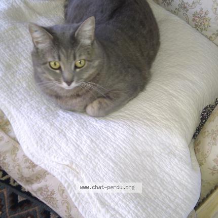 Foto 1/1 Prevanches Chat perdido en Gadencourt