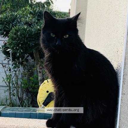 Foto 1/1 Jack Chat perdido en Le mans