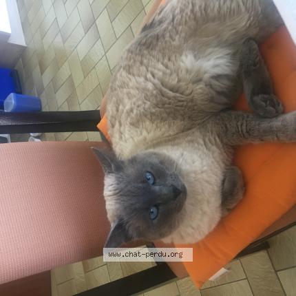 Foto 1/1 Bobby Chat perdido en Colmar