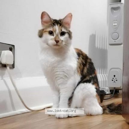 Foto 1/1 Nahla Chat perdido en Romford