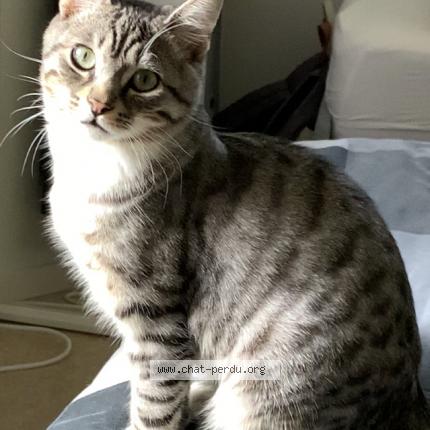 Foto 1/2 Loup Chat perdido en Vannes