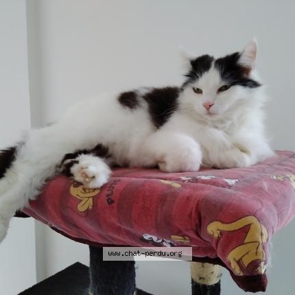 Foto 1/1 louméa Chat perdido en Juvigny sous andaine
